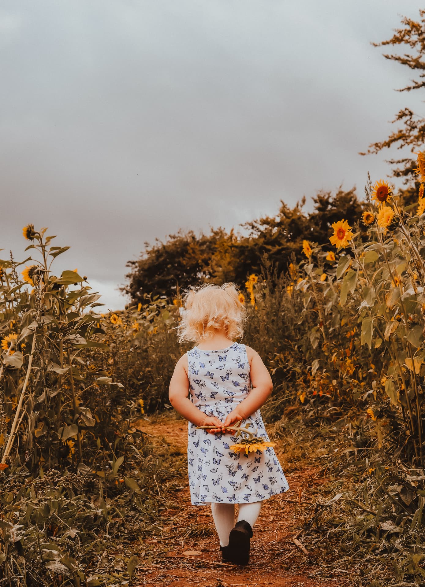 Toddler in a butterfly dress walking through a sunflower field